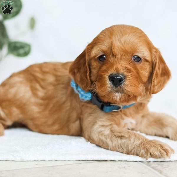 Miles F1b, Cavapoo Puppy
